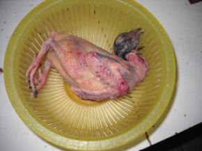 准备好鲜活乳鸽，收拾干净。