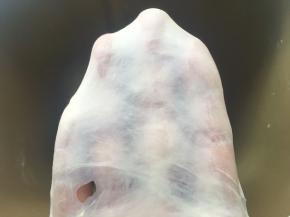 揉好的面团切下一小块，慢慢撑开，可以撑出手套膜
