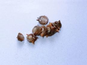 10分钟后将海参取出，切小块。将切好的海参摆放在蛋羹上，盖上盖子继续蒸5分钟，即可出锅。