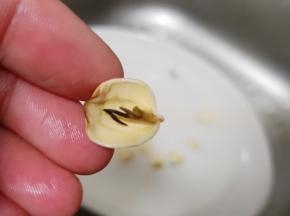 泡好的莲子去除莲子芯。
