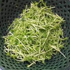 豆苗洗净沥干水备用。