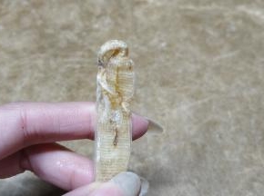 沙虫干头顶有个沙囊