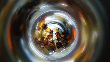 将洗干净的胶原组合放入保温瓶里