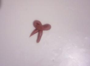 取一小块红色面团搓长条制作出蝴蝶结形状