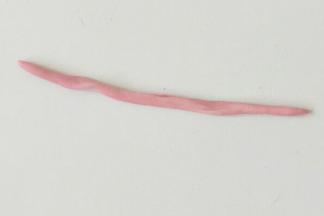 取1克粉色面团搓成长条