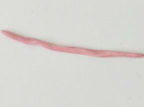 取1克粉色面团搓成长条