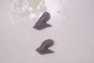 取奥利奥面团1克左右，制作出小鹿的两只角如图