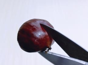 将板栗用食品剪刀剪一下，如图。