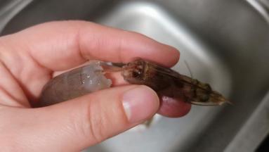 揪去虾头、轻轻一拉虾肠就出来了、特别的方便。
