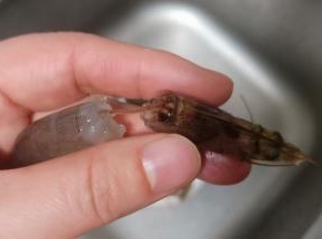 揪去虾头、轻轻一拉虾肠就出来了、特别的方便。