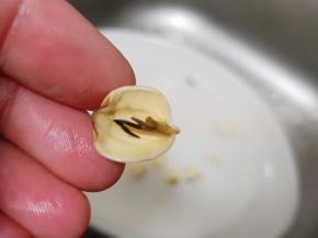 莲子提前浸泡2小时，摘掉芯再煮味道好。