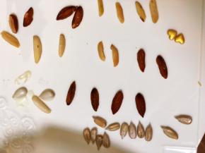 提前准备小配件（我用葵瓜子、杏仁、花生等）做动物的耳朵、嘴巴等。