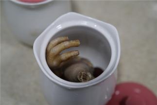 将处理好的食材入炖盅里面。