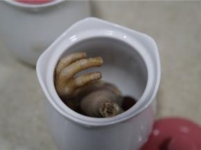 将处理好的食材入炖盅里面。