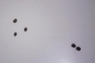 搓圆五个绿豆粒大小的奥利奥面团