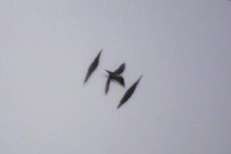 再搓4个芝麻粒大小的奥利奥面团，搓长条整理成