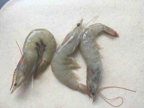 青虾洗干净去虾壳，横切开去虾线