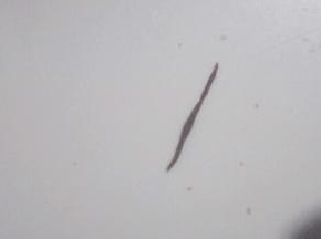 把马嘴巴面团搓成长条，长度约1.5cm