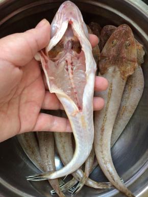 去掉鱼头鱼肚子里的东西，洗净。
