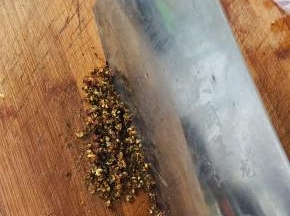 把刚刚炸过的花椒用刀剁成花椒末备用。