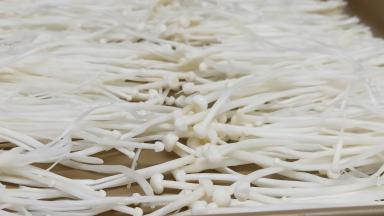 取一个不粘烤盘、金针菇撕成一丝丝地铺上。