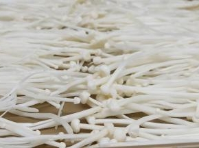 取一个不粘烤盘、金针菇撕成一丝丝地铺上。