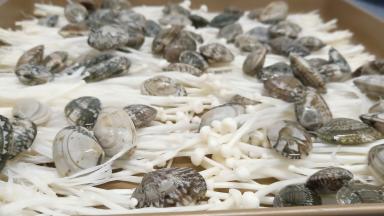 浸泡好的花蛤多洗几遍，沥一下水分，码在金针菇上。