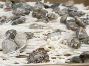 浸泡好的花蛤多洗几遍，沥一下水分，码在金针菇上。