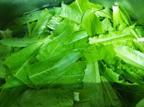 油麦菜处理清洗干净沥干水备用