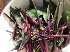 把红菜苔掐成段。根部老皮剥掉