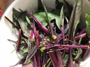 把红菜苔掐成段。根部老皮剥掉
