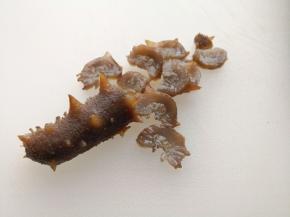 11.	将泡发好的海参切片，