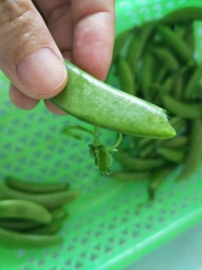 荷兰豆洗干净后摘去头尾。
