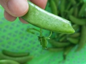 荷兰豆洗干净后摘去头尾。