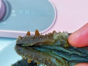 即食海参一般内脏都是处理好的，只需要用水清洗干净即可。