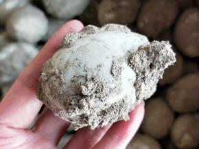 自制咸鸭蛋一个，洗净火木灰。