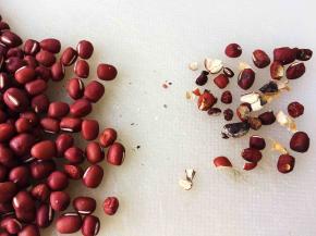 红豆第一步选豆，红豆在去壳的过程，容易出现破豆及生虫豆，因为自家种植的不使用农药，挑拣出去，才能使甜汤口感比较好。