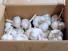 买的一箱大蒜，正发愁不知道怎么吃，朋友给了灵感。