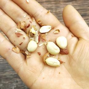 去皮，放料理机中打碎备用