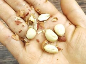 去皮，放料理机中打碎备用