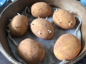 放入铺好纱布的蒸屉上，醒发10分钟后放入开水锅中蒸10分钟即可