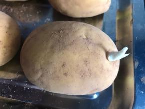 再把白面团搓成小尖剂子，插入窝窝里做成土豆芽