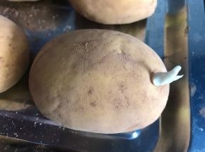 再把白面团搓成小尖剂子，插入窝窝里做成土豆芽