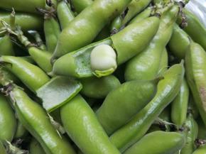非常鲜嫩的青蚕豆，豆荚都是嫩绿色的呢！