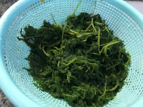 捞出晾凉沥干苦汁，在冷水中多漂洗几次