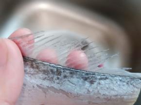 去除带鱼的内脏与鱼稽。