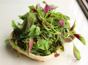 食材：野生苋菜，大蒜、油、盐。其中野生苋菜要不同人工种植的咸菜，野生苋菜细长，根部会比较老，吃的时候只选择苋菜的叶芯。