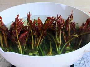 加入香椿焯水。