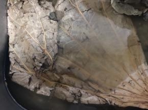 荷叶提前2小时用冷水浸泡至软，再洗净沥水备用