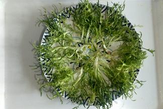 盘子中放入苦菊打底